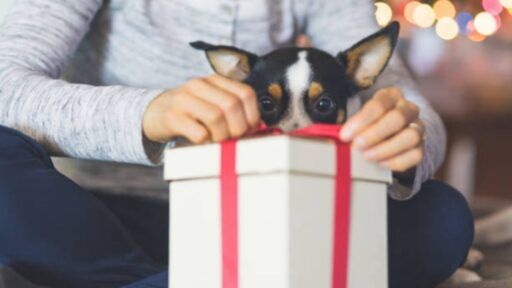 Mejores regalos para mascotas